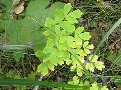 Thalictrum dasycarpum