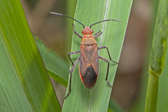 Leptocoris tagalicus