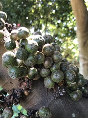 Ficus benguetensis