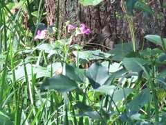 Impatiens textorii