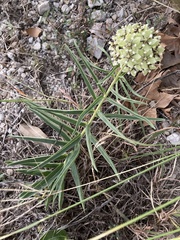 Asclepias asperula