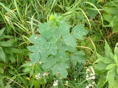 Thalictrum dasycarpum