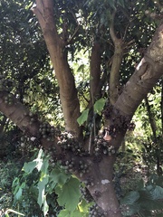 Ficus benguetensis