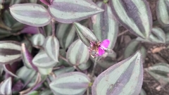 Tradescantia zebrina