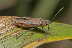 Leptocoris tagalicus