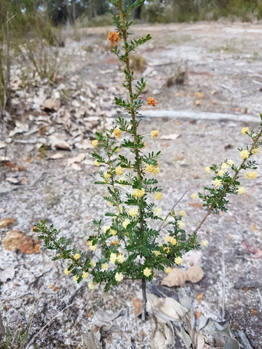 Image of Acacia browniana by no rights reserved