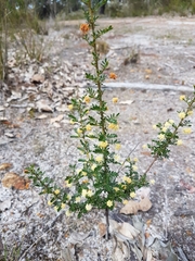 Brown's wattle (Acacia browniana)