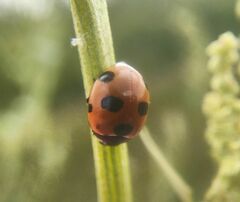 Coccinella magnifica