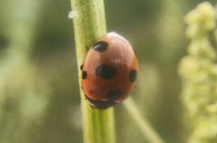 Coccinella magnifica