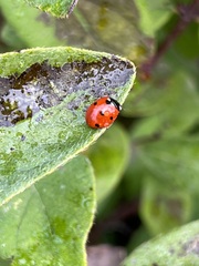 Coccinella septempunctata