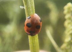 Coccinella magnifica