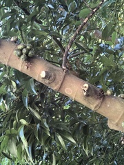 Ficus benguetensis