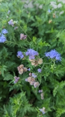 Conoclinium dissectum