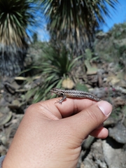 Sceloporus megalepidurus