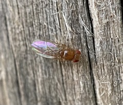 Drosophila
