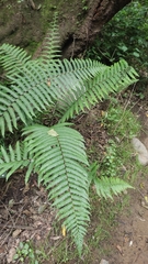 Dryopteris wallichiana