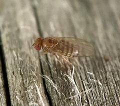Drosophila
