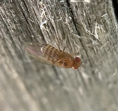 Drosophila