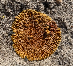 Xanthomendoza trachyphylla