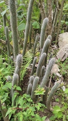 Acanthocereus oaxacensis