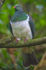 Hemiphaga novaeseelandiae novaeseelandiae
