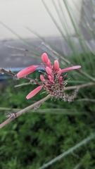 Hesperaloe
