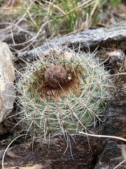 Parodia concinna