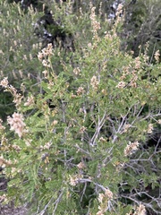 Eysenhardtia texana