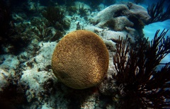 Pseudodiploria strigosa