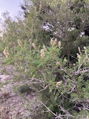 Eysenhardtia texana