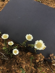 Rhodanthe anthemoides