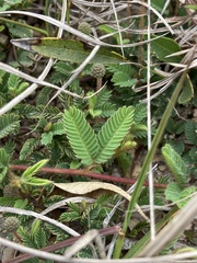 Mimosa reptans