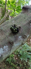 Ficus benguetensis
