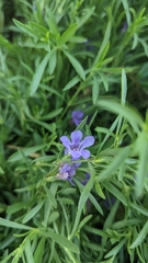 Dyschoriste linearis