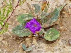 Ruellia corzoi