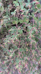 Euphorbia arizonica
