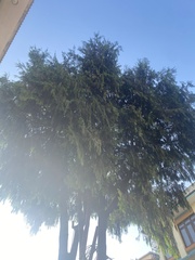 Cupressus torulosa