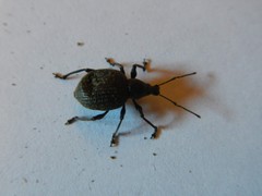 Otiorhynchus armadillo