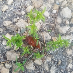 Spermacoce verticillata