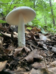 Amanita rhacopus