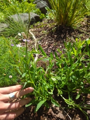 Wahlenbergia stricta