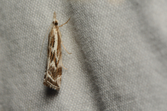 Catoptria oregonicus