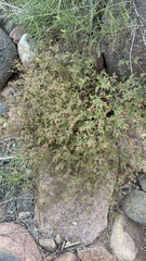 Euphorbia arizonica
