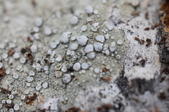 Lecanora