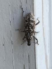 Cyphocleonus achates