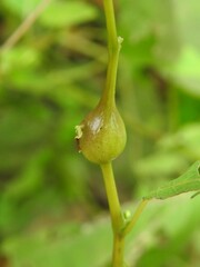 Neolasioptera impatientifolia