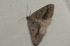 Digrammia neptaria