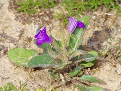 Ruellia corzoi