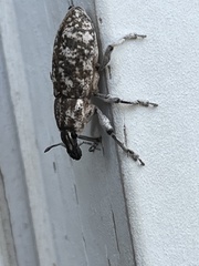 Cyphocleonus achates