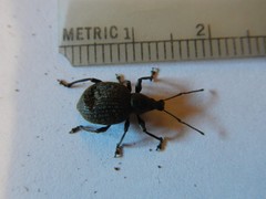 Otiorhynchus armadillo